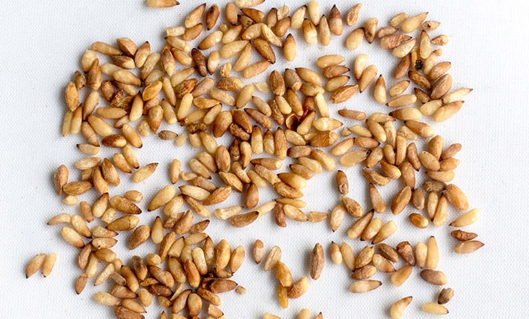 Bá tử nhân – Vị thuốc an thần, dưỡng tâm và hỗ trợ tiêu hóa tự nhiên Bá tử nhân – Vị thuốc an thần, dưỡng tâm và hỗ trợ tiêu hóa tự nhiên