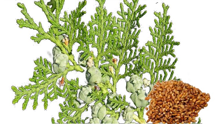 Bá tử nhân – Vị thuốc an thần, dưỡng tâm và hỗ trợ tiêu hóa tự nhiên Bá tử nhân – Vị thuốc an thần, dưỡng tâm và hỗ trợ tiêu hóa tự nhiên