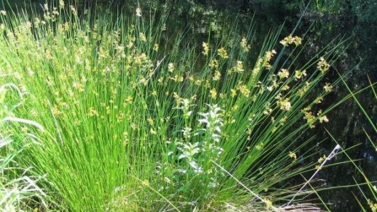 Đăng tâm thảo: Quà tặng thiên nhiên giúp an thần, ngủ ngon, bồi bổ sức khỏe