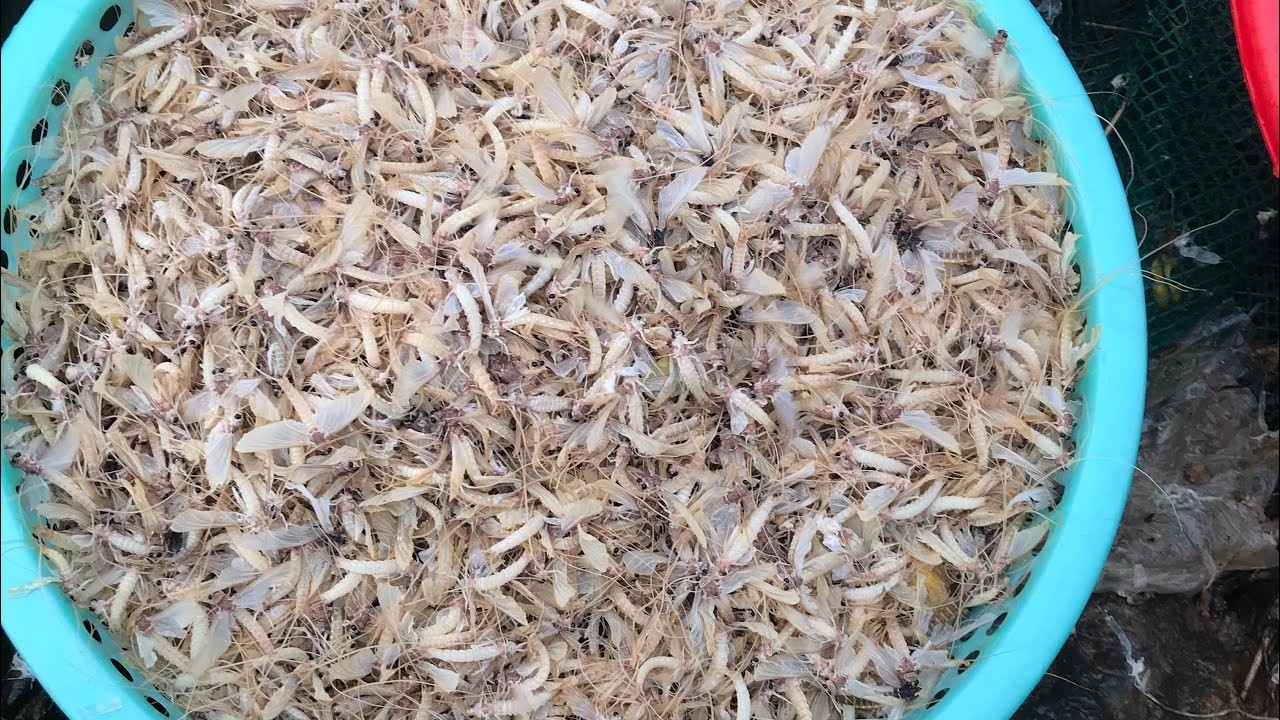 Vờ vờ sông Hồng - Sản vật với hương vị đặc trưng, béo ngậy khó tả