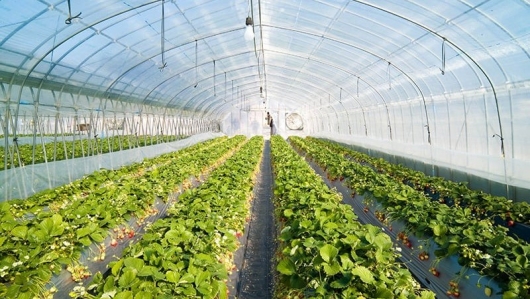 Lan tỏa mô hình nông nghiệp công nghệ cao, tuần hoàn