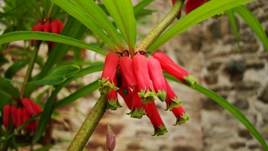 Hoàng tinh hoa đỏ - Loại thảo dược với nhiều công dụng bất ngờ