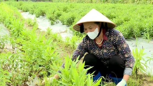 Biến 50ha vườn tạp thành "thủ phủ" dược liệu sạch, nông dân thu 70 triệu/năm