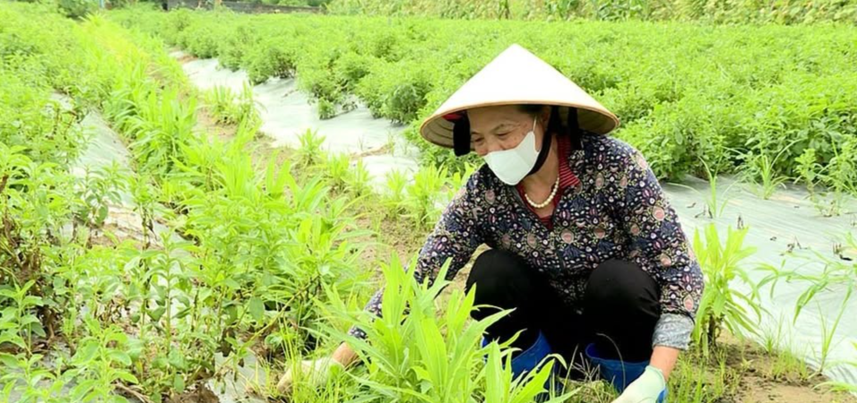Người dân xã Tiền Hải trồng dược liệu cung cấp cho HTX Nam dược Hoàng Lương. Ảnh Báo Hưng Yên