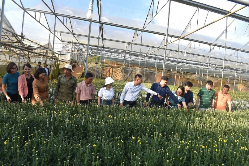 Khuyến nông canh tác hoa cúc bằng công nghệ đèn led chiếu sáng trên địa bàn Lâm Đồng ngàn hoa