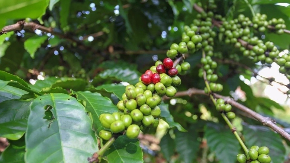 Giá cà phê hôm nay 12/11: Đồng loạt giảm, lùi về mốc 119.000 đồng/kg