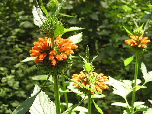 Ích mẫu nam - Bài thuốc tự nhiên giúp trị ho, hạ sốt và giảm hen hiệu quả