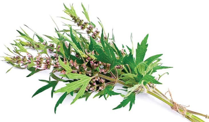 Ích mẫu nam - Bài thuốc tự nhiên giúp trị ho, hạ sốt và giảm hen hiệu quả