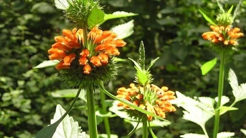 Ích mẫu nam - Bài thuốc tự nhiên giúp trị ho, hạ sốt và giảm hen hiệu quả