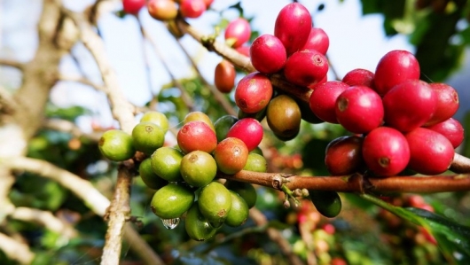 Nông sản Việt trước "cửa" vào Mỹ: Ngành nào đang "sáng" nhất?