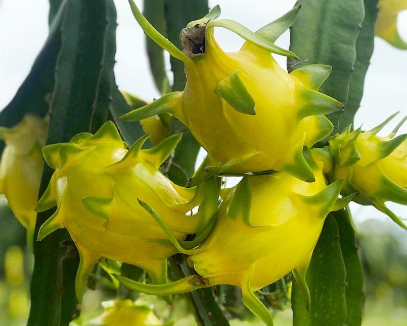 Việt Nam sở hữu "siêu trái cây" số 1 thế giới, khiến Trung Quốc săn lùng ráo riết