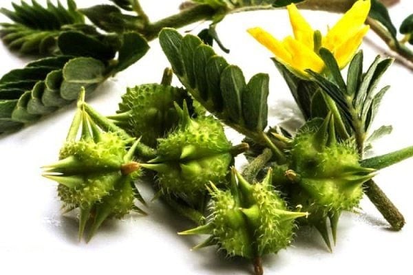 Bạch tật lê: Dược liệu an toàn cho sinh lý và sức khỏe