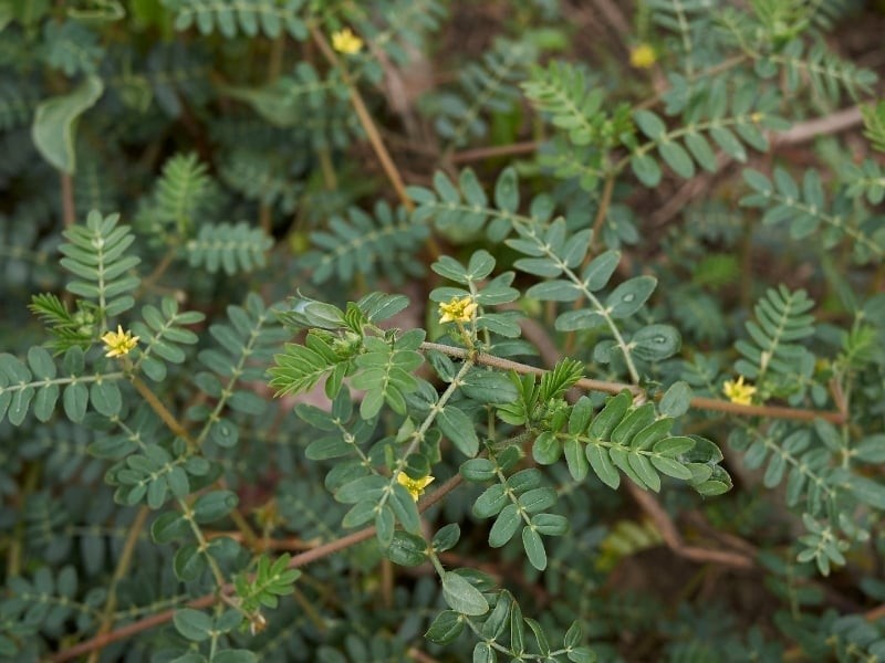 Bạch tật lê: Dược liệu an toàn cho sinh lý và sức khỏe