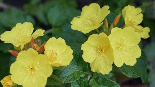 Cây hoa anh thảo - Bí quyết vàng dành cho phái nữ