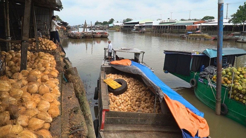 Dừa Việt từ đỉnh cao triệu đô đến lao dốc chóng mặt: Nguyên nhân là gì?