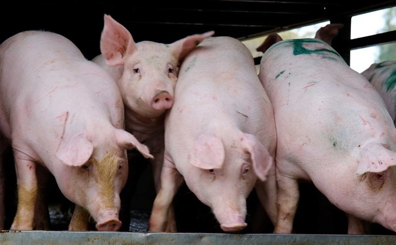 Giá heo hơi chạm đáy 5 năm: Người chăn nuôi Giá heo hơi chạm đáy 5 năm: Người chăn nuôi