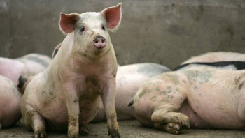 Giá heo hơi tiếp tục giảm sâu, chỉ còn 46.000 đồng/kg