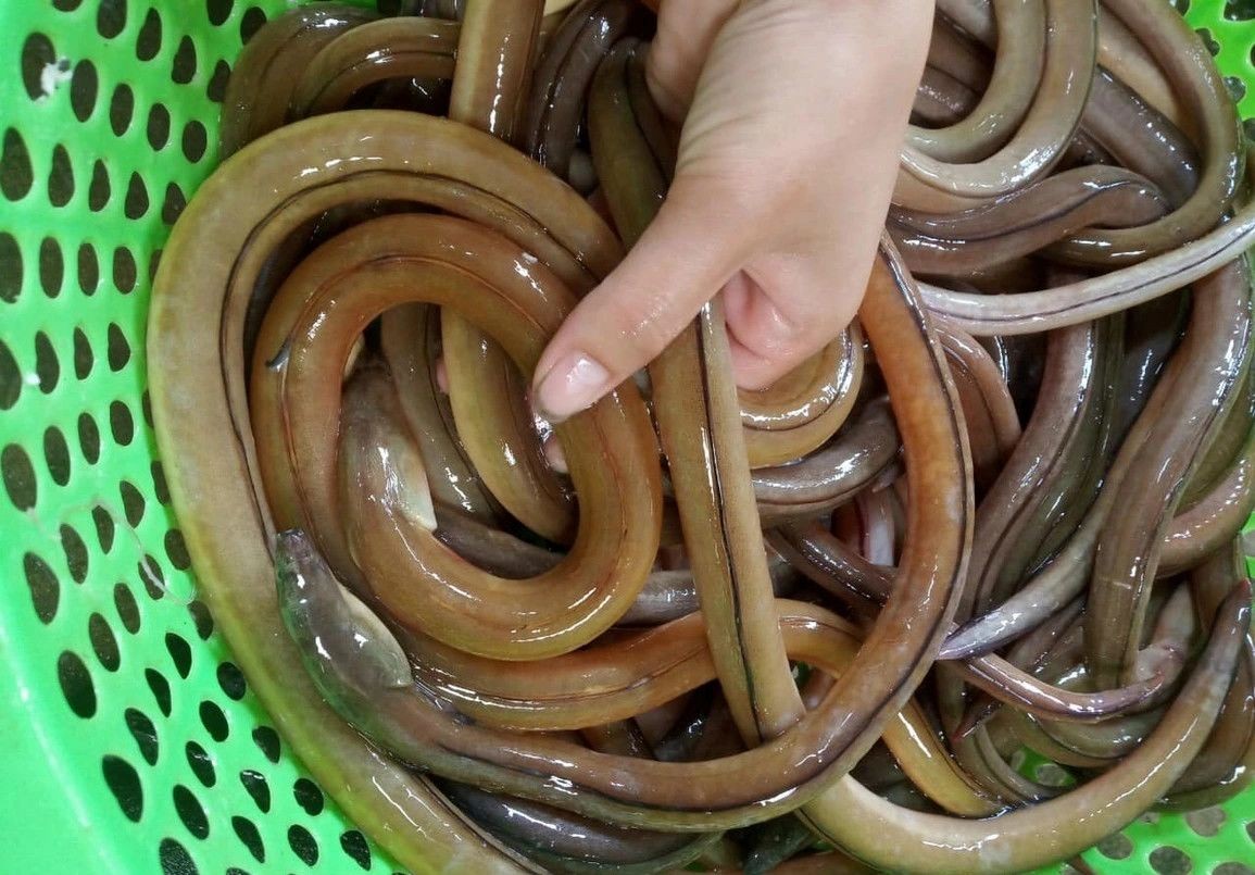 Gỏi cá nhệch Nga Sơn – Dấu ấn ẩm thực đặc sắc xứ Thanh