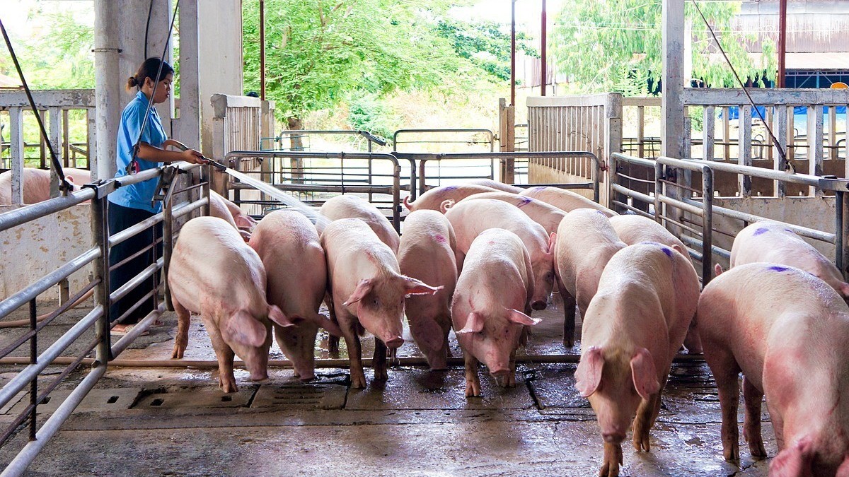 Giá heo hơi đồng loạt đi ngang trên cả nước