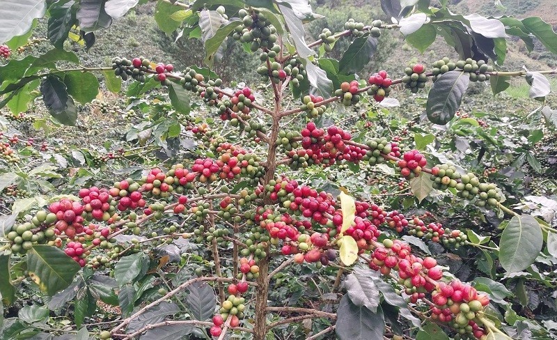 Đây là một trong số hơn 40 nghìn cây cà-phê chè ở xã Quài Tở vừa được công nhận cây đầu dòng giống cà-phê chè Catimor.