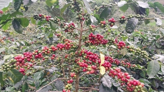 Điện Biên công nhận hàng chục nghìn cây cà phê catimor đầu dòng