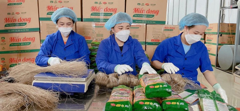 Từ củ dong riềng đến sinh kế bền vững: Câu chuyện thoát nghèo của đồng bào Côn Minh Từ củ dong riềng đến sinh kế bền vững: Câu chuyện thoát nghèo của đồng bào Côn Minh