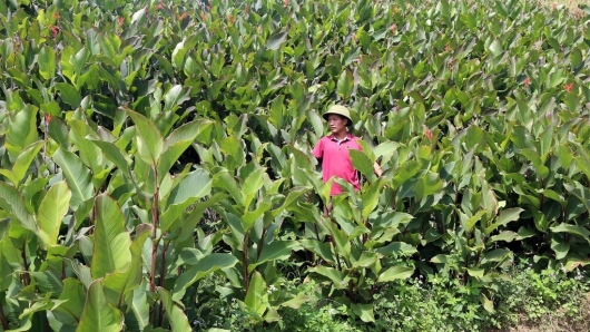 Sợi miến dong "vàng ròng" và hành trình xây dựng thương hiệu OCOP 5 sao