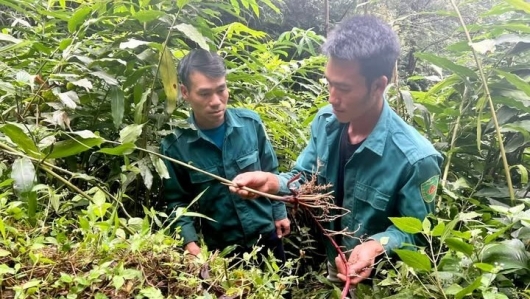 Thu Lũm chuyển mình từ đất bạc màu thành "vựa" dược liệu