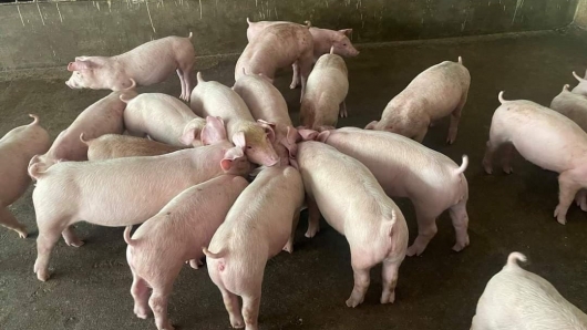Thị trường heo hơi duy trì trạng thái trầm lắng