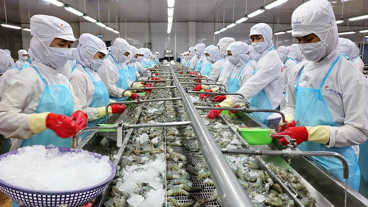 Xuất khẩu tôm sang Trung Quốc tăng mạnh: "Điểm tựa" giúp doanh nghiệp bứt phá sau trầm lắng