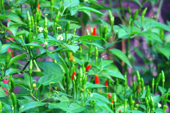 Loại quả bé tí ngày xưa mọc dại, nay giá 1 triệu/kg vẫn được săn lùng Loại quả bé tí ngày xưa mọc dại, nay giá 1 triệu/kg vẫn được săn lùng