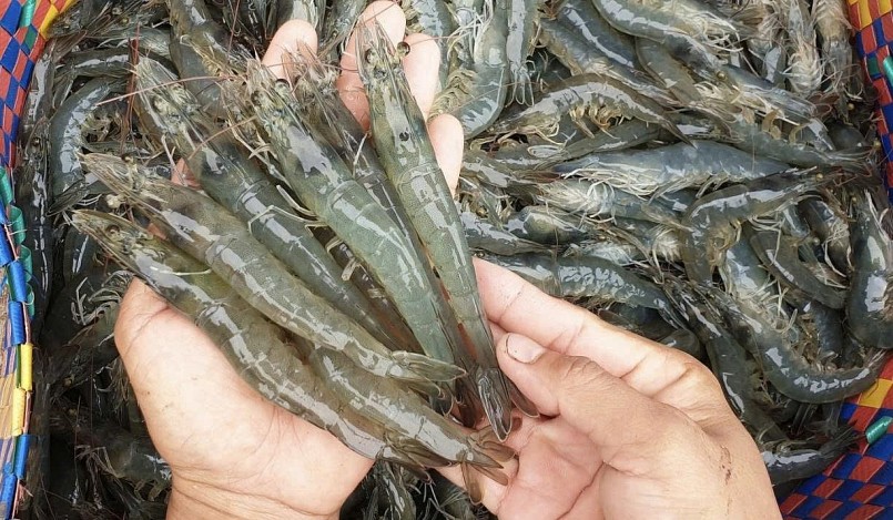 Xuất khẩu tôm sang Trung Quốc tăng mạnh: Xuất khẩu tôm sang Trung Quốc tăng mạnh: