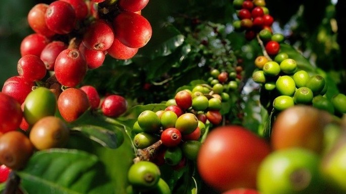 Giá nông sản hôm nay 16/11: Cà phê giảm mạnh, tiêu quay đầu hạ 500 đồng/kg