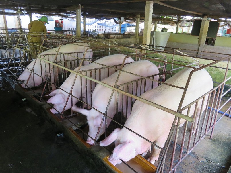 Giá heo hơi bất ngờ đảo chiều tăng tại một số tỉnh thành phía Bắc Giá heo hơi bất ngờ đảo chiều tăng tại một số tỉnh thành phía Bắc