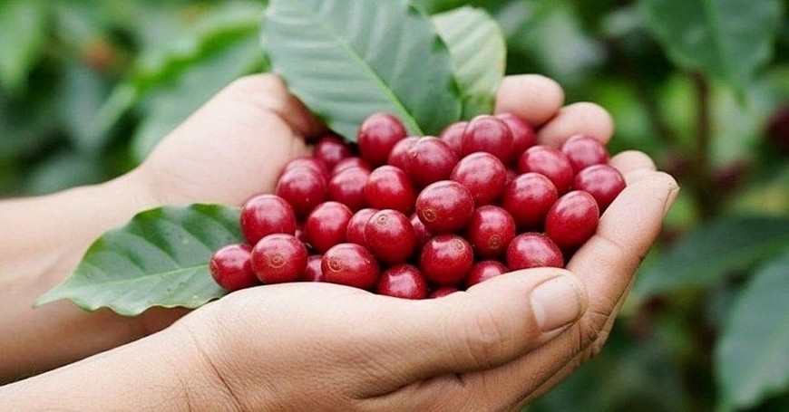 Cà phê Việt Nam: Từ kỷ lục 8 tỷ USD đến 