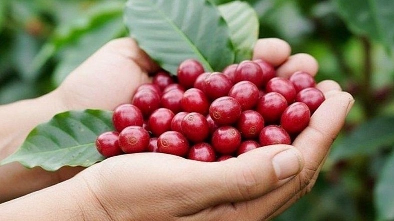 Cà phê Việt Nam: Từ kỷ lục 8 tỷ USD đến "cuộc chơi" thương hiệu toàn cầu