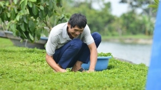 Rau má Thọ Long mở lối đi mới cho nông sản xứ Thanh