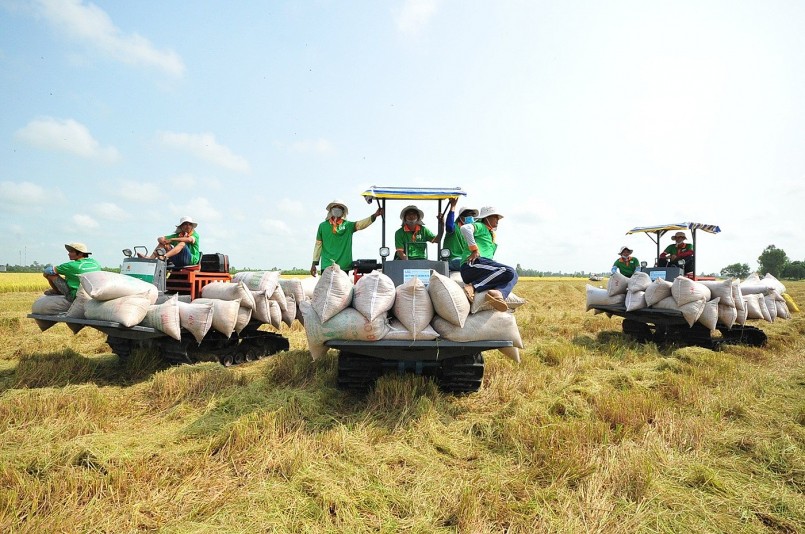 Những tiêu chuẩn giúp gạo Việt đạt nhãn "xanh, phát thải thấp" Những tiêu chuẩn giúp gạo Việt đạt nhãn "xanh, phát thải thấp"
