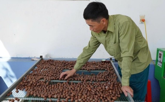 Từ sườn đồi xanh đến kinh tế mới: Câu chuyện hạt mắc ca Thượng Ninh Từ sườn đồi xanh đến kinh tế mới: Câu chuyện hạt mắc ca Thượng Ninh