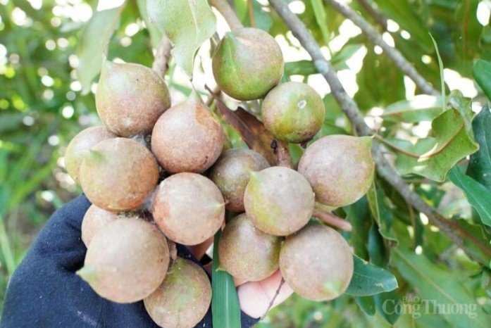 Từ sườn đồi xanh đến kinh tế mới: Câu chuyện hạt mắc ca Thượng Ninh Từ sườn đồi xanh đến kinh tế mới: Câu chuyện hạt mắc ca Thượng Ninh