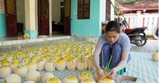 Từ cánh đồng lúa đến thương hiệu dưa lưới VietGap: Hành trình kiến tạo giá trị mới của nông dân Thiệu Hưng