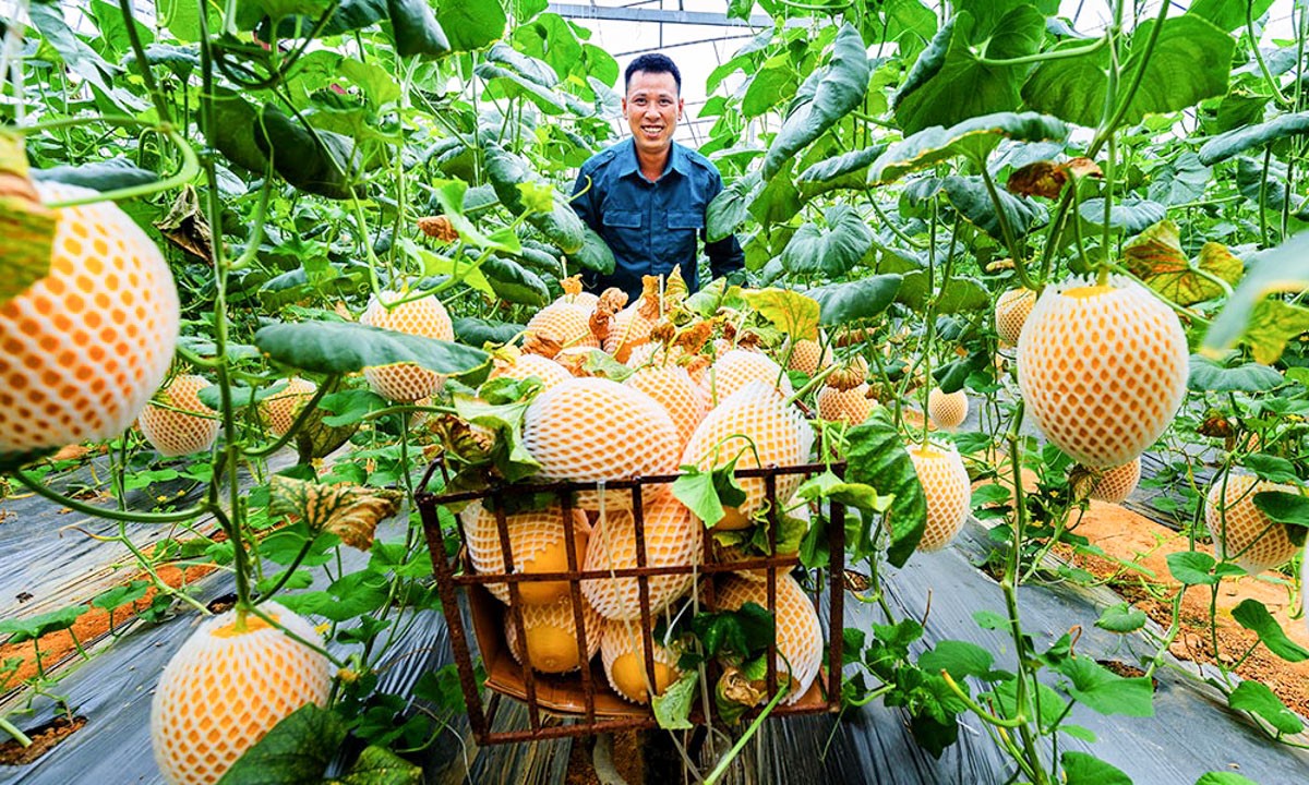 Bắc Ninh: Vốn, tri thức và công nghệ – “chìa khóa” giúp sinh kế hộ nghèo bền vững Bắc Ninh: Vốn, tri thức và công nghệ – “chìa khóa” giúp sinh kế hộ nghèo bền vững