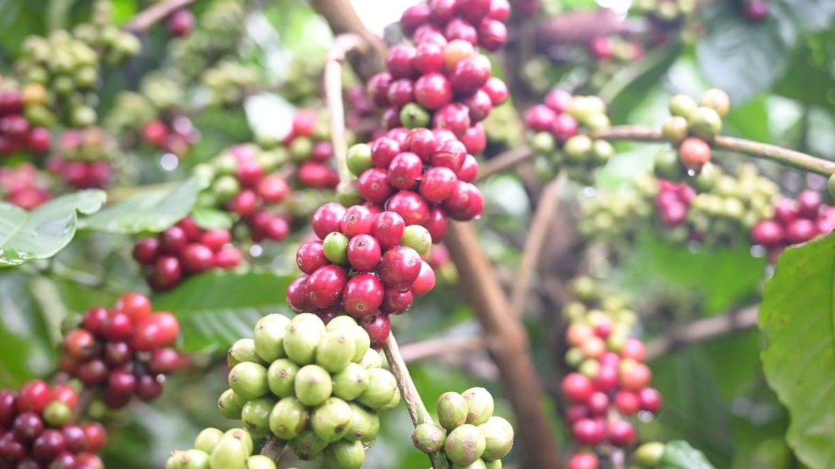 Giá cà phê hôm nay 18/11: Thế giới tăng "sốc" 6%, trong nước "lệch nhịp" chờ tăng giá