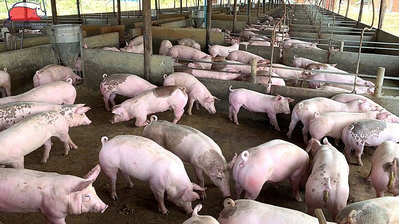 Giá heo hơi quay đầu giảm nhẹ tại miền Trung