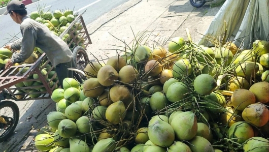 Phát triển dừa hữu cơ, hướng tới nông nghiệp xanh cho nông dân