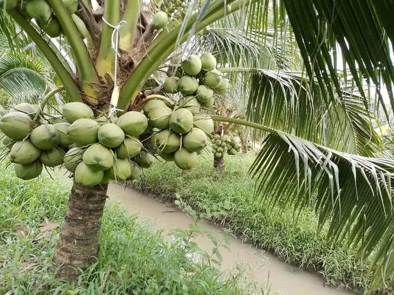 Phát triển dừa hữu cơ, hướng tới nông nghiệp xanh cho nông dân Phát triển dừa hữu cơ, hướng tới nông nghiệp xanh cho nông dân