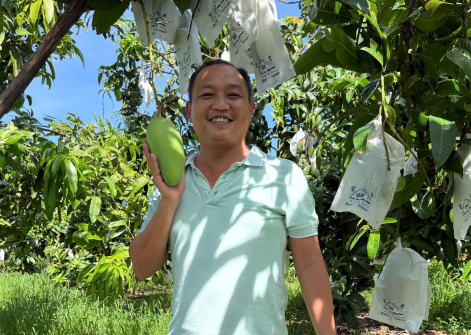 Xoài tượng da xanh đã đem đến cuộc sống mới khởi sắc cho người dân xã Cù Lao Giêng. Ảnh Báo An Giang Xoài tượng da xanh đã đem đến cuộc sống mới khởi sắc cho người dân xã Cù Lao Giêng. Ảnh Báo An Giang