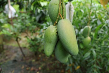 Từ đất lúa kém hiệu quả đến thủ phủ xoài xuất khẩu: Sức bật từ tư duy 