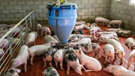 Giá heo hơi đồng loạt tăng, ghi nhận mức cao nhất đạt 51.000 đồng/kg