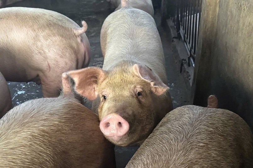 Giá heo hơi đồng loạt tăng, ghi nhận mức cao nhất đạt 51.000 đồng/kg